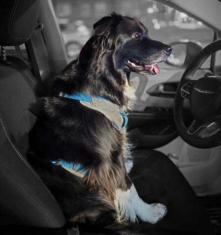 Winston the Dog